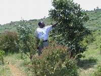 Leisuretime investment into Kenya reforestation